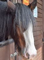 Dorset Heavy Horse Farm Park - Adam