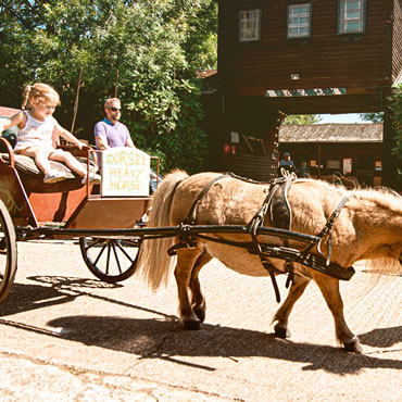 Dorset Heavy Horse Farm Park - Carriage rides