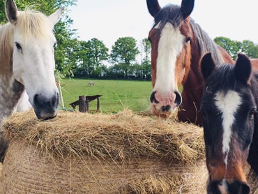 Dorset Heavy Horse Farm Park - Heavy Horses